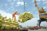 Xuất khẩu gạo quý I/2021 giảm mạnh, do đâu?