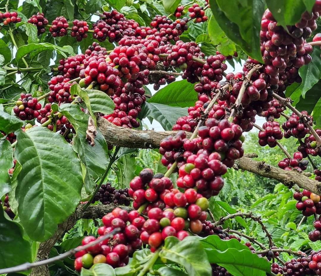 Vườn trồng cà phê hữu cơ của Công ty Dalasa