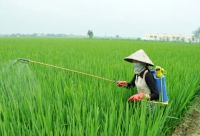 Hà Nội: Đất dự án đang lấn dần đất trồng lúa