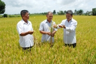 Thu hơn nửa tỷ đồng/năm từ sản xuất lúa giống