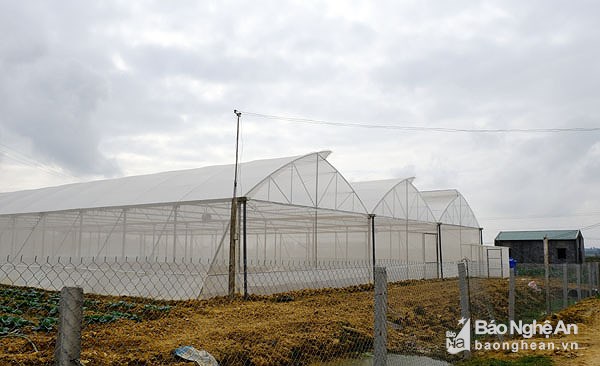 Khu nhà lưới mới được đầu tư để trồng rau sạch Ảnh: Mỹ Hà