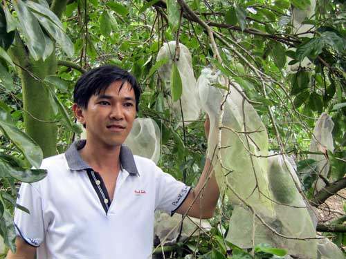 Dương Minh Trung bên vườn mãng cầu xiêm 10 công của gia đình.