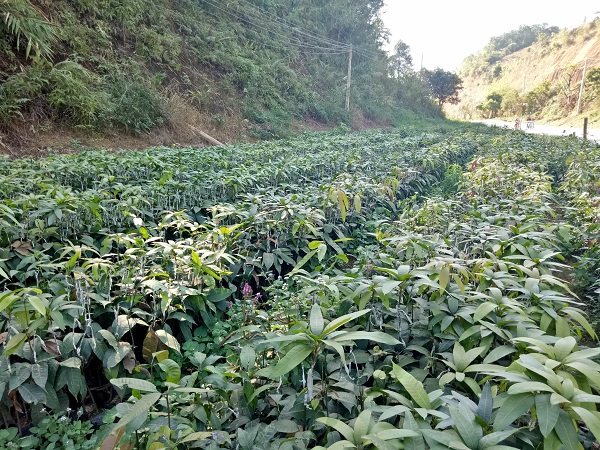 Những vườn ươm cây giống của bà con nông dân Mai Sơn phát triển xanh tốt.