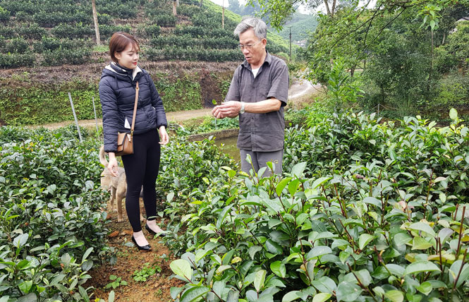 Ông Phạm Văn Dung, xóm Minh Hợp, xã Tức Tranh (Phú Lương) giới thiệu về cách chăm sóc vườn chè tím.