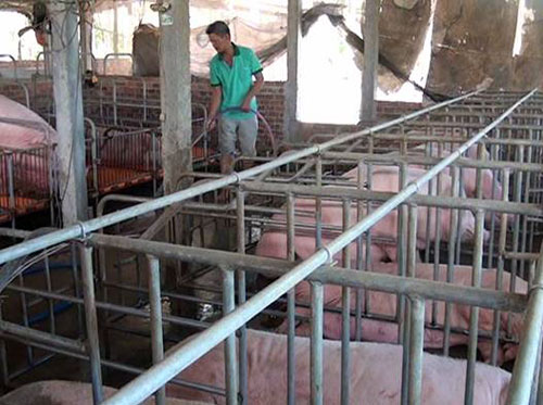 Mô hình chăn nuôi lợn của lão nông Ngô Hữu Chánh đem lại hiệu quả kinh tế rất cao. Ảnh: TL