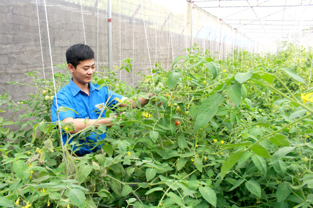 Đoàn Tuấn Anh chăm sóc vườn cà chua giống Nhật Bản trồng trong nhà lưới.