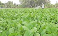 Nhiều thanh niên ở Đắk Lắk khởi nghiệp làm nông nghiệp sạch