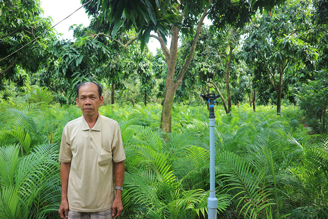 Ông Hường trồng hơn 10.000 bụi cau vàng dưới tán vườn cây ăn trái; Ảnh Thiên Lộc