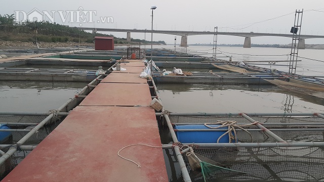 Lồng bè nuôi cá rộng hơn 4.000m2 trên sông Hồng đoạn chảy qua TP. Hưng Yên của gia đình anh Đỗ Văn Quyền.