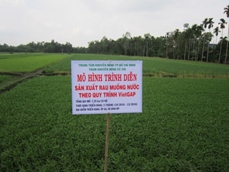 Mô hình trồng rau muống VietGAP ở xã Bình Mỹ, huyện Củ Chi (TP. HCM) của chàng trai Bắc Giang Trần Văn Kiên.