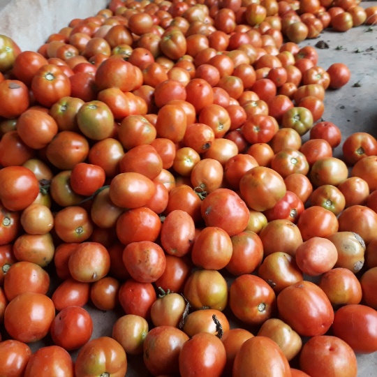 Cà chua của gia đình chị Hà được trồng theo quy trình VietGAP, quả to, mẫu mã đẹp