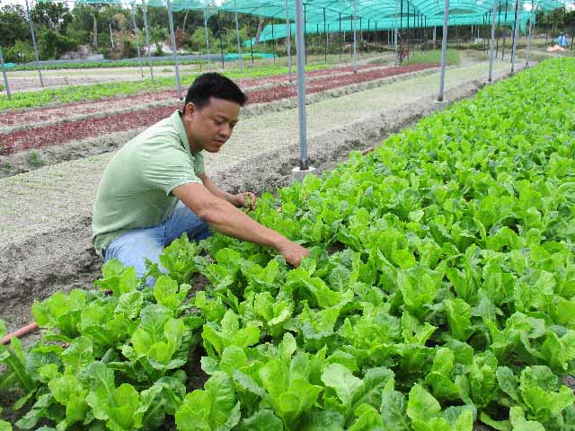 Mô hình trồng rau thủy canh công nghiệp  Thủy canh BKFAST  ĐH Bách khoa  Hà Nội