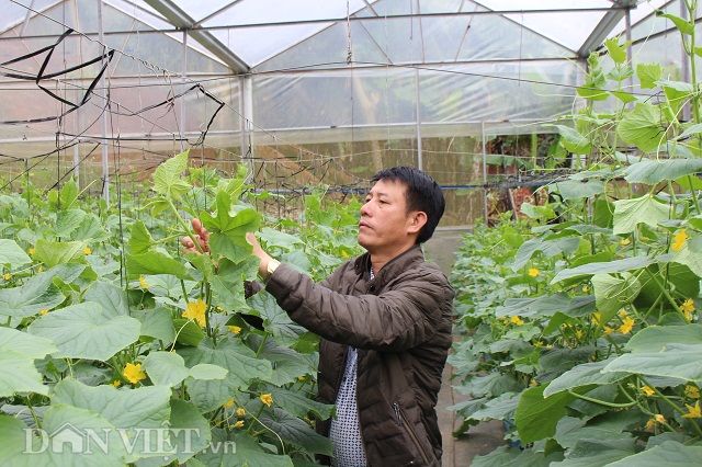Anh Khẩn thường xuyên lên vườn kiểm tra quy trình sản xuất rau dù thuê rất nhiều nhân công. Ảnh: Văn Long.