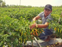 Bí quyết làm giàu thành công từ trồng ớt xuất khẩu