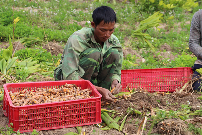 Một người dân đang thu hoạch nghệ trong vùng trồng liên kết với Biophap.