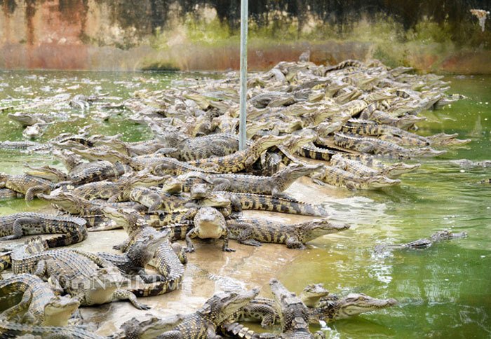 Trang trại cá sấu 42.000 con giúp ông Trương Thanh Mai thu 44 tỷ đồng/năm
