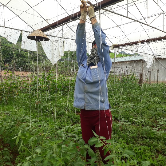 Bà may đầu tư 1.000m2 nhà lưới để trồng cà chua