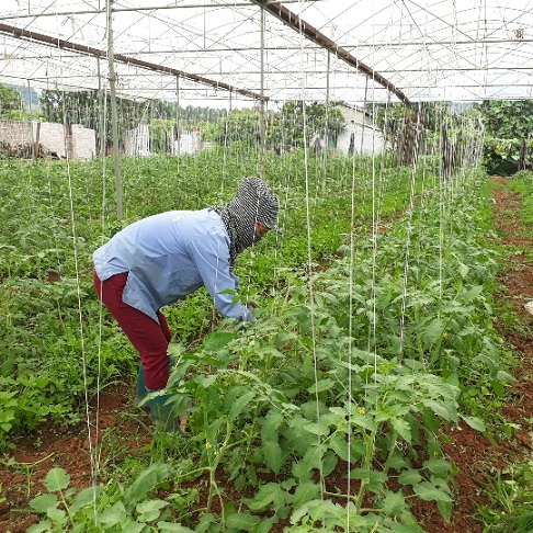 Theo bà May, nếu chăm sóc tốt, cà chua có thể cho thu hoạch kéo dài tới 2 tháng