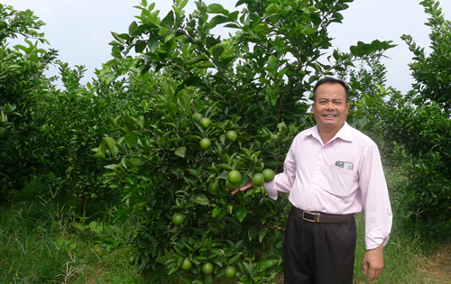 Ông Trần Văn Dàu chăm sóc vườn cam VietGAP của gia đình. Ảnh: Thu Hà