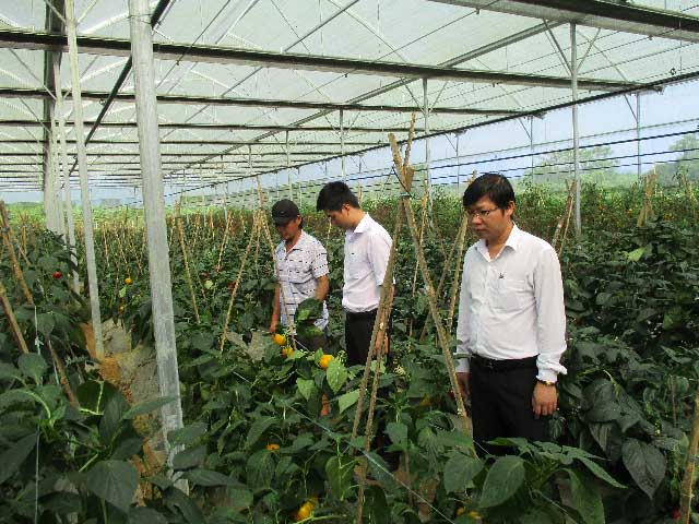 Nhờ trồng rau hữu cơ mà anh Trương Ngọc Sơn có thu nhập khá cao và mỗi năm thu lãi từ 230-250 triệu.