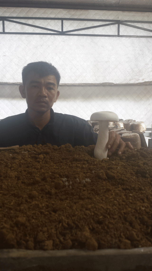 Nhờ trồng nấm mà mỗi năm anh Nguyễn Văn Nhi bỏ túi khoảng từ 120 - 150 triệu đồng.