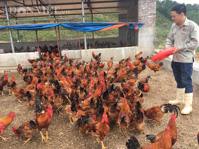 Gác lại những năm tháng làm người thầy nơi giảng đường đại học, Thạc sỹ Hoàng Ngọc Việt quyết định về quê nuôi gà.