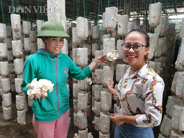 Nắng nóng, gia đình chị Nguyễn Thị Huệ ở xóm Sơn Đông, xã Hải Chính, huyện Hải Hậu vẫn hái ra tiền triệu mỗi ngày.