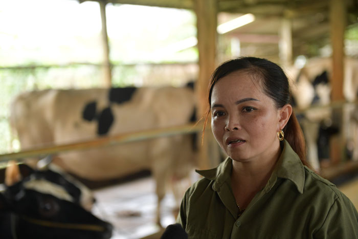 Chị Lương Thị Đoan giới thiệu về khu trang trại chăn nuôi bò sữa của gia đình.