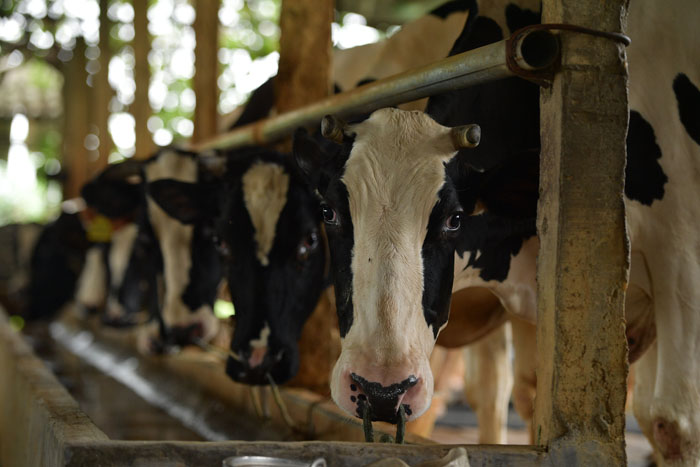 Sau nhiều năm chăn nuôi, lựa chọn, giờ đây vợ chồng chị Đoan có đàn bò sữa 30 con, trong đó có 20 con đang cho khai thác sữa.