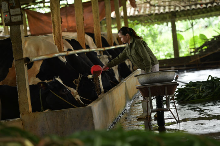 Ngoài thức ăn xanh là cỏ voi, thân cây ngô, chị Đoan còn cho đàn bò sữa ăn thức ăn tinh do gia đình tự chế biến, phối trộn.
