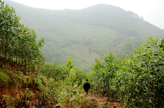 Hiệu quả từ rừng mang lại đã giúp Tiến Bộ không còn đất trống, đồi núi trọc.