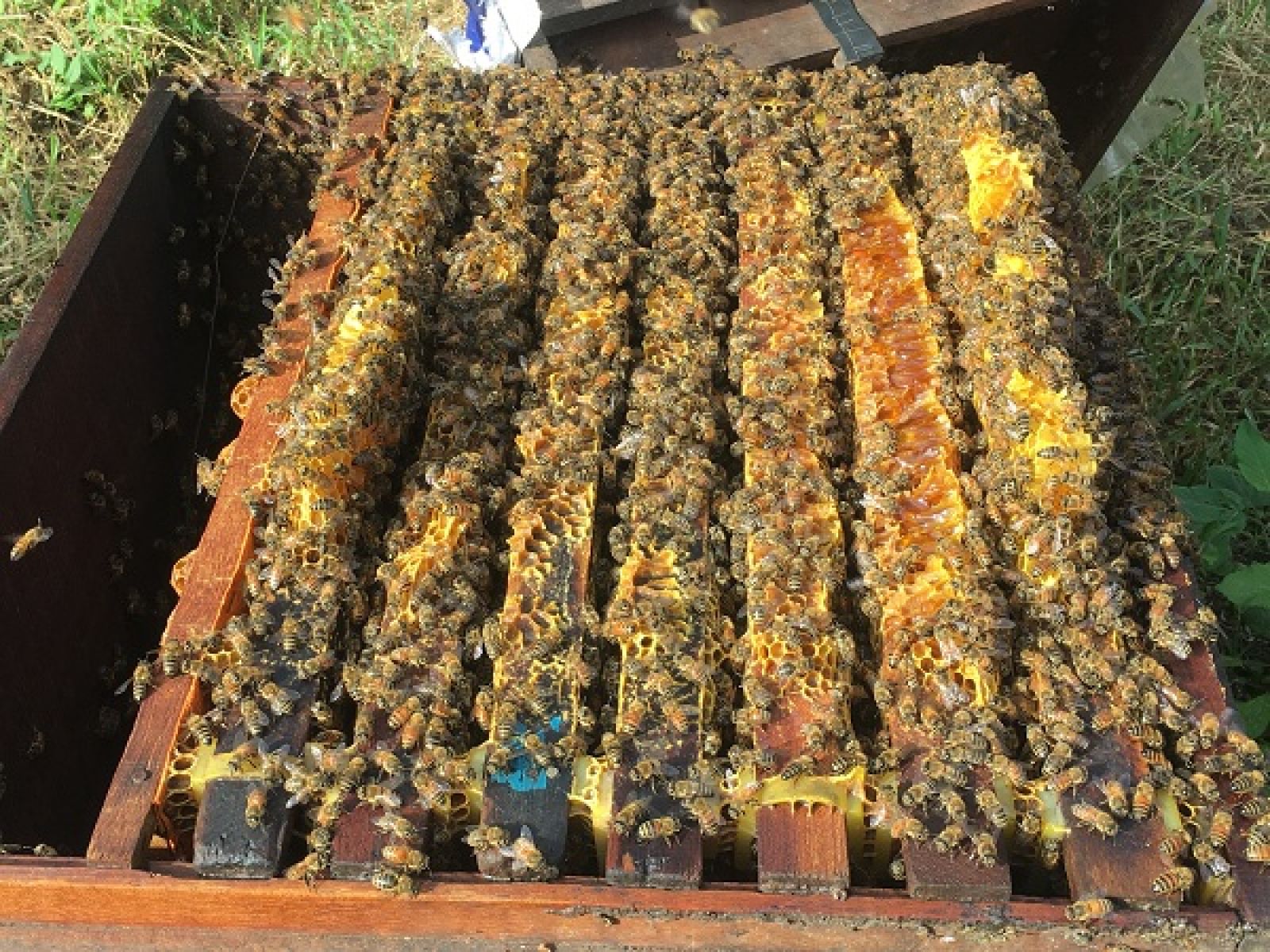 Nhờ cách chăm sóc tốt, đàn ong mật của anh Phong phát triển rất đều.