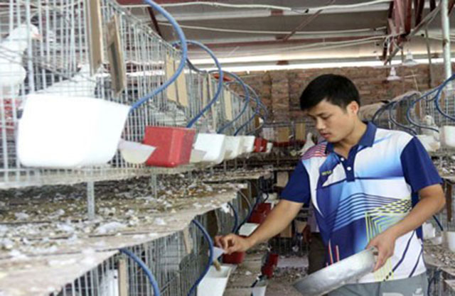 Anh Dương Trọng Bằng, xã Thượng Lan phát triển trang trại nuôi chim bồ câu từ nguồn vốn vay ưu đãi.
