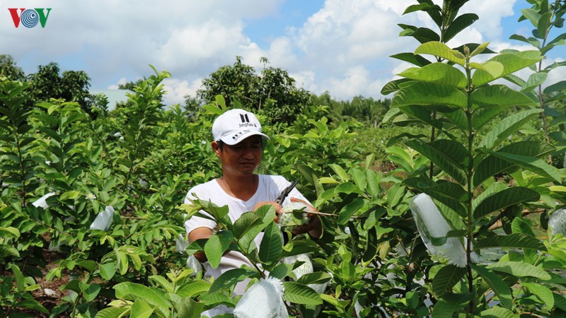 Anh Huỳnh Việt Trung đang chăm sóc vườn ổi của gia đình.