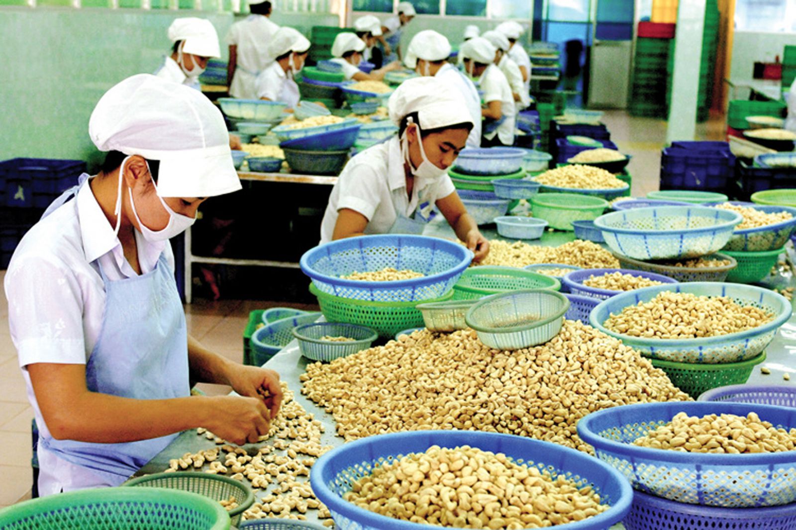p/Xuất khẩu hạt điều là một trong những thế mạnh của Bình Phước