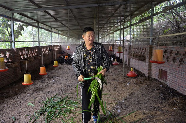 Sau hơn 20 năm theo đuổi nghiệp diễn, Triệu Lương quyết định chuyển hướng sang nuôi gà.