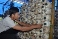 Khởi nghiệp nông nghiệp: Hợp tác trồng nấm bào ngư xám