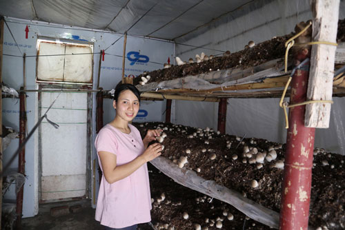 Sau khi tốt nghiệp Đại học Nông lâm Thái Nguyên, chị Kim Ngọc về quê hương làm kinh tế bằng việc trồng nấm