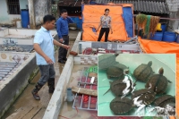 Khởi nghiệp nông nghiệp: Nông dân Nghệ An nuôi ba ba, lươn sinh sản thu 200 triệu đồng/năm