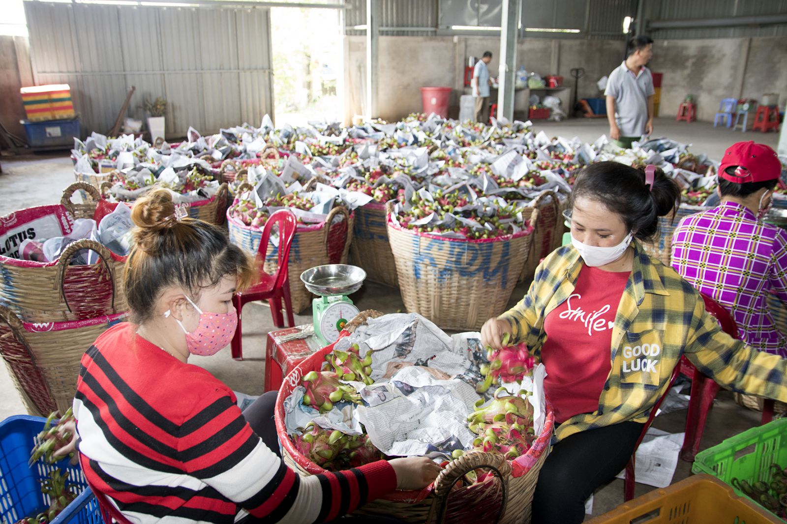  Thanh long Chợ Gạo đã trở thành trái cây xuất khẩu chủ lực của tỉnh Tiền Giang