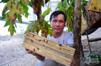 Khởi nghiệp nông nghiệp: Ruồi lính đen 'cứu cánh' lão nông Ninh Thuận
