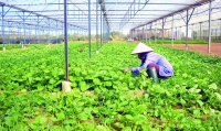Quảng Ngãi: Chính sách đặc thù hút đầu tư vào nông nghiệp