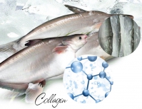 Khởi nghiệp nông nghiệp: Kiếm tiền tỷ nhờ chiết tách collagen từ da cá tra bỏ đi