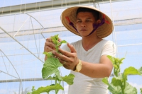 Hà Tĩnh: Thanh niên 8X bỏ túi nửa tỷ đồng một năm từ nghề trồng dưa