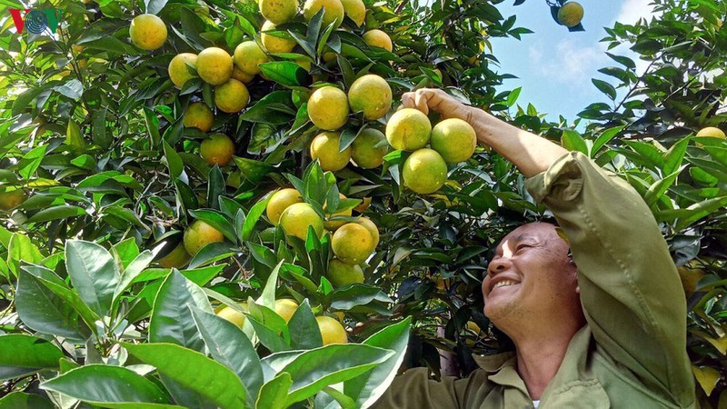 Nhiều sản phẩm nông sản của Sơn La có cơ hội chinh phục thị trường EU.