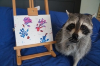 Hi hữu gấu mèo 'khởi nghiệp' bán tranh vẽ tay gây bão