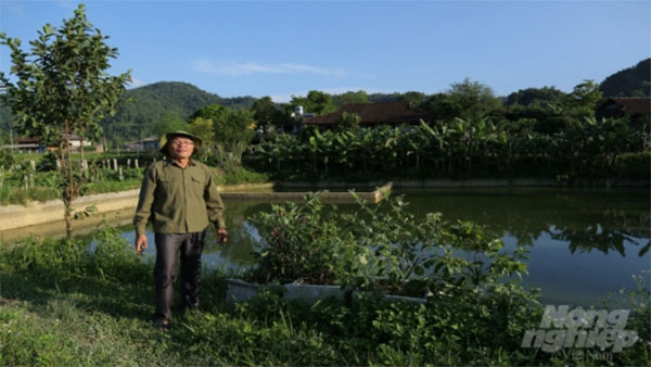 Hiệu quả mô hình kinh tế vườn ao chuồng rừng tại Quảng Nam
