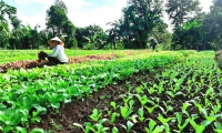 Khởi nghiệp từ nông nghiệp sạch: Xu hướng của nhiều người trẻ Đắk Lắk