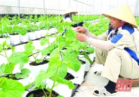 Trần Văn Tân và hành trình khởi nghiệp trong lĩnh vực nông nghiệp công nghệ cao
