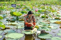 Cô gái say mê trồng sen trắng cổ, chế tranh lá sen độc đáo xứ Huế